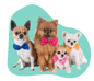Pet Minding
