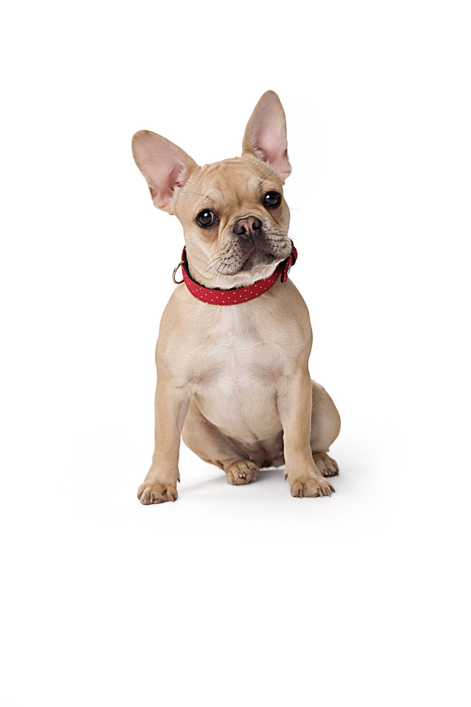 French Bulldog Frenchie wearing Dog Collar Leather | Textile Dots - red
