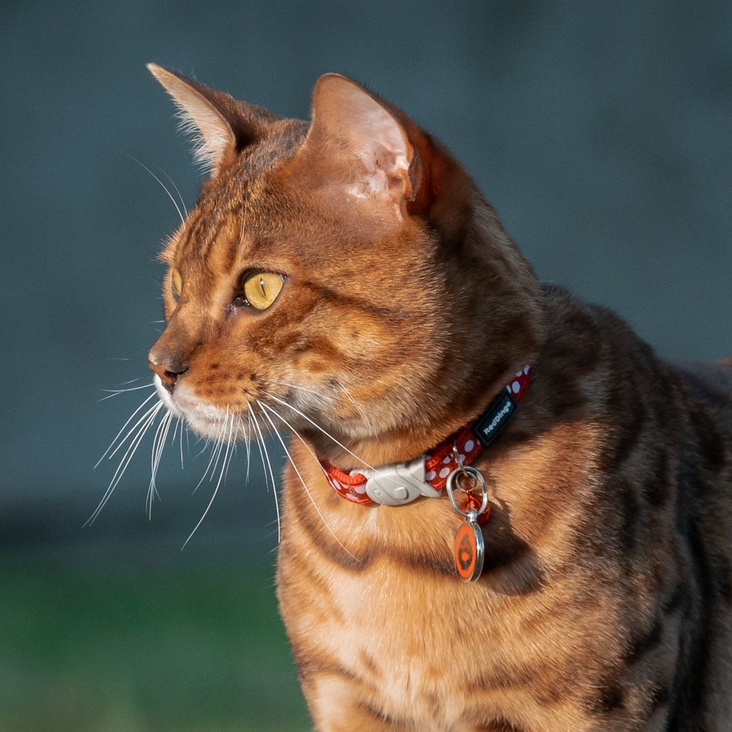 Cat Collar | Dots [White on Red]